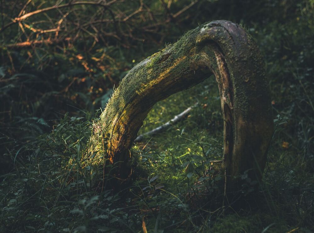 Forest motives