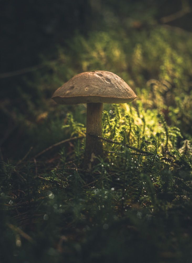Forest motives