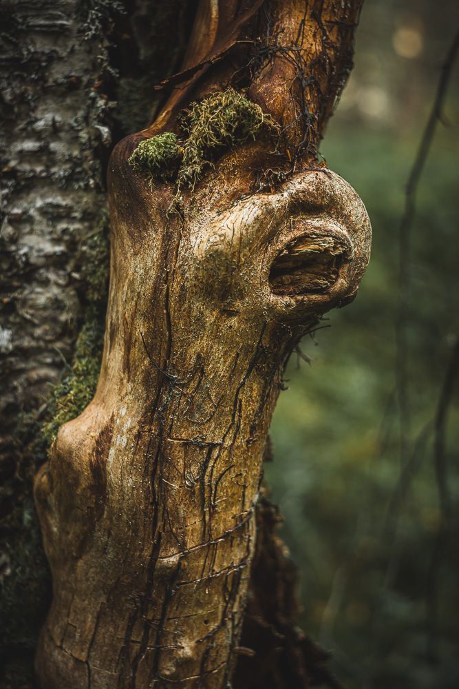 Forest motives
