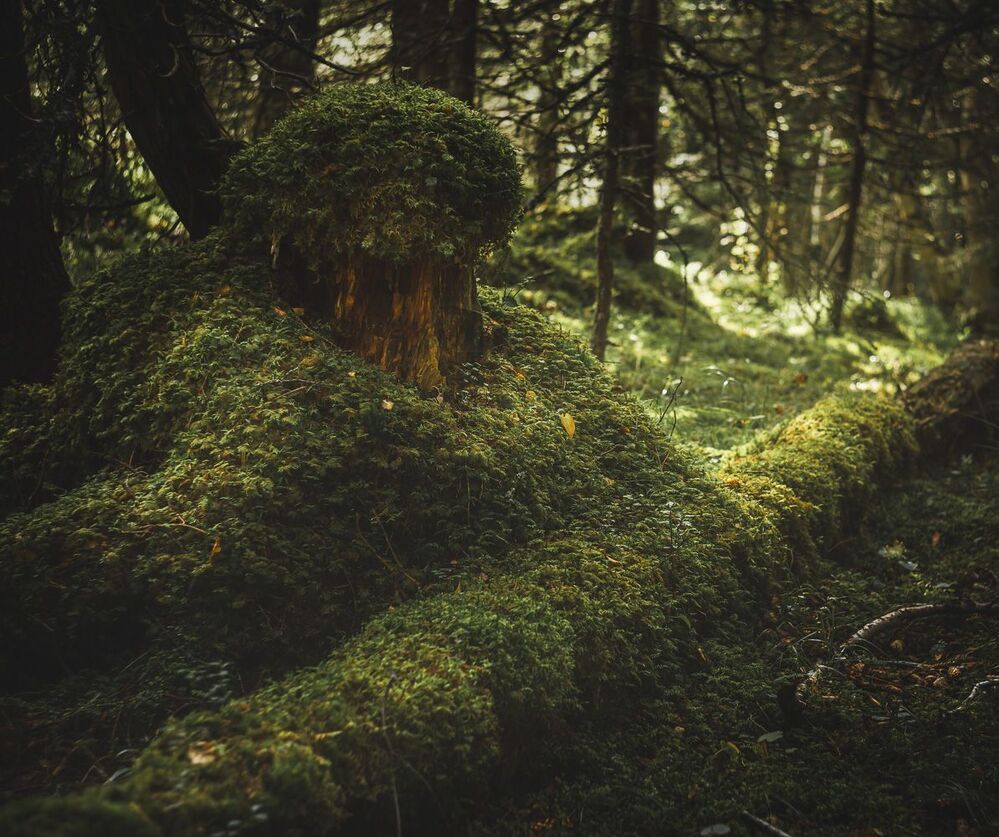 Forest motives