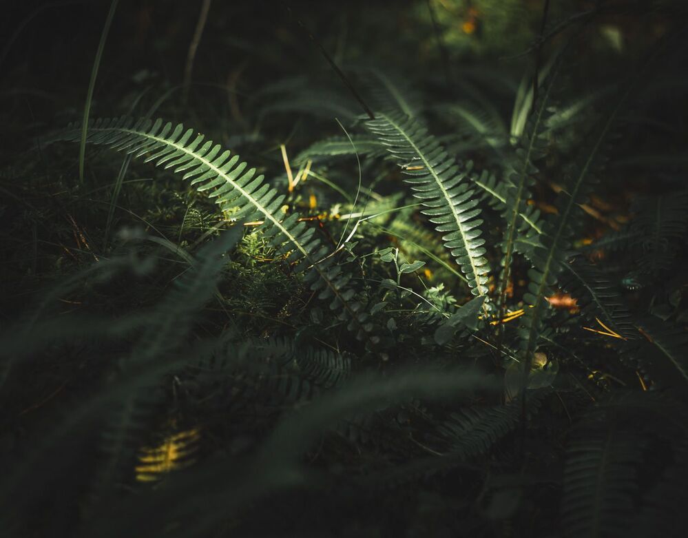 Forest motives