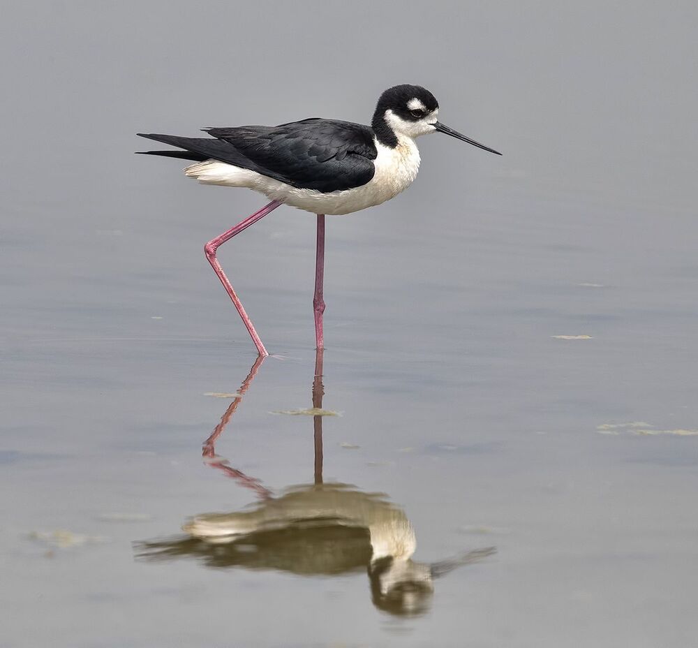 Black-necked stilt - Ходулочник