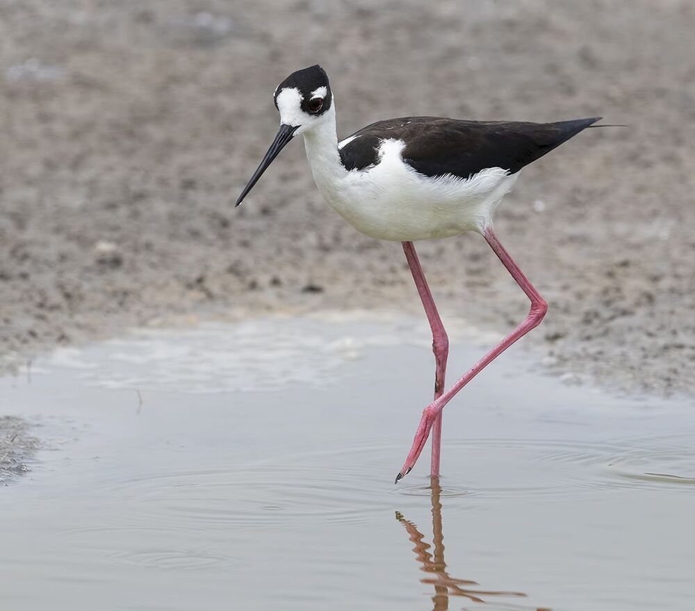 Black-necked stilt - Ходулочник