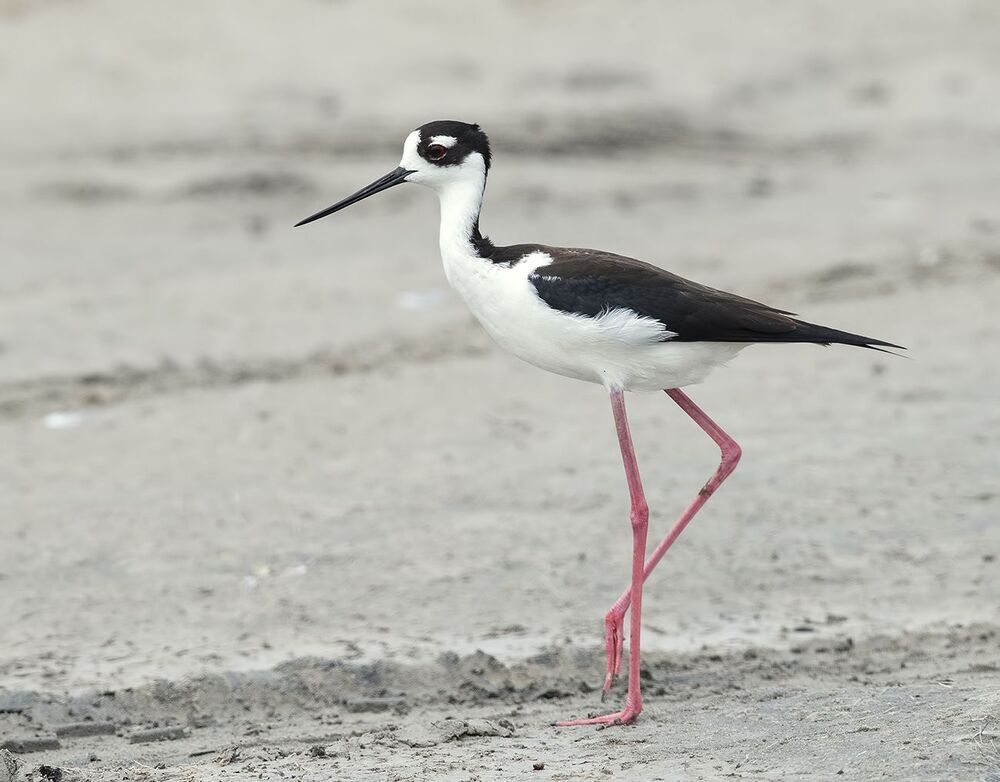 Black-necked stilt - Ходулочник