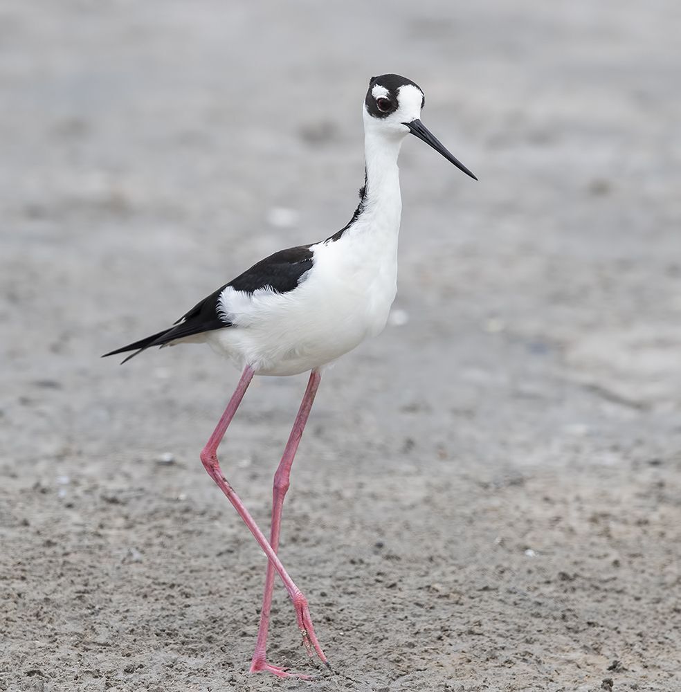 Black-necked stilt - Ходулочник