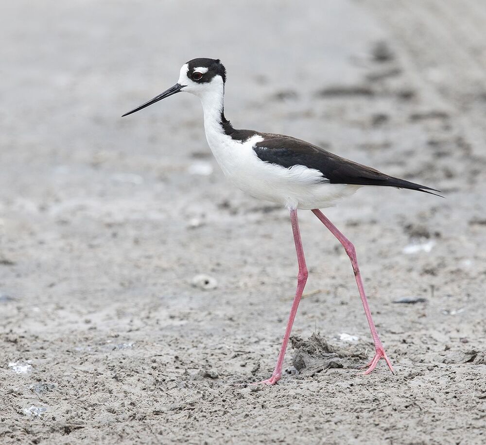 Black-necked stilt - Ходулочник
