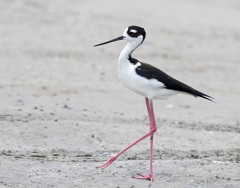 Black-necked stilt - Ходулочник