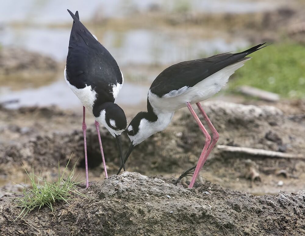 Black-necked stilt - Ходулочник