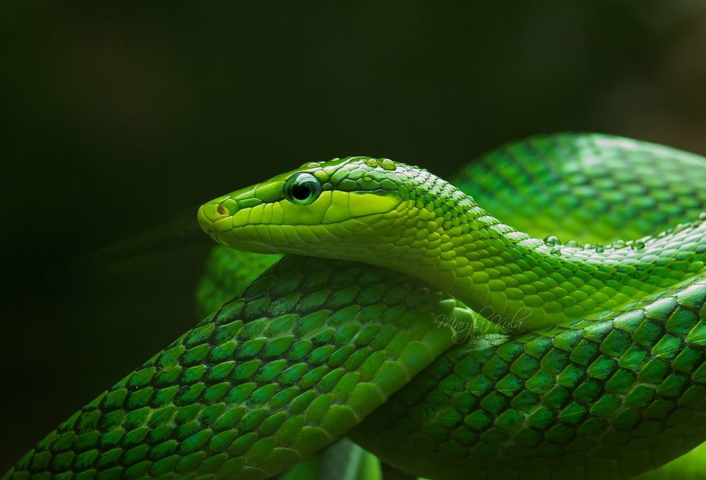 Green rat snake