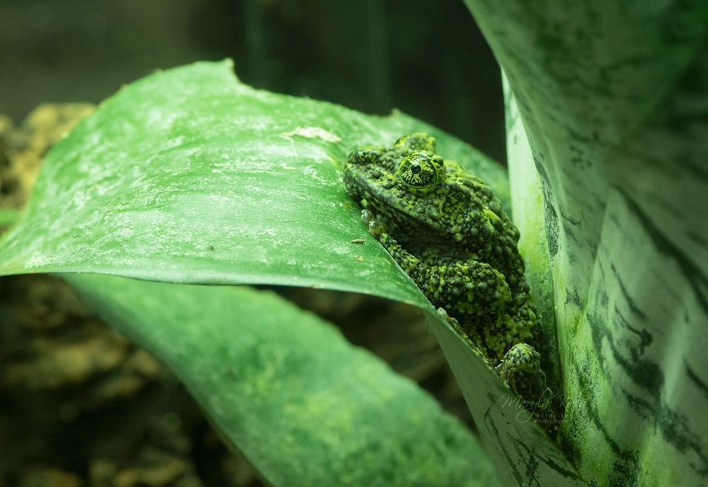 Camouflage