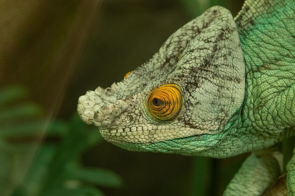 Chameleon close up