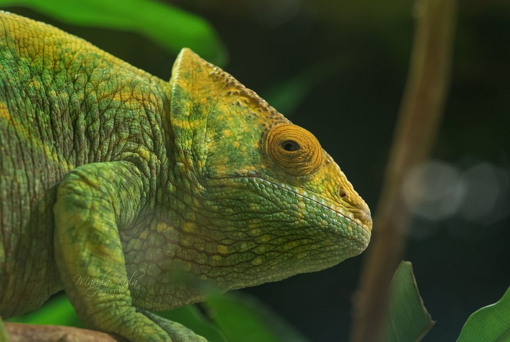 Chameleon close up