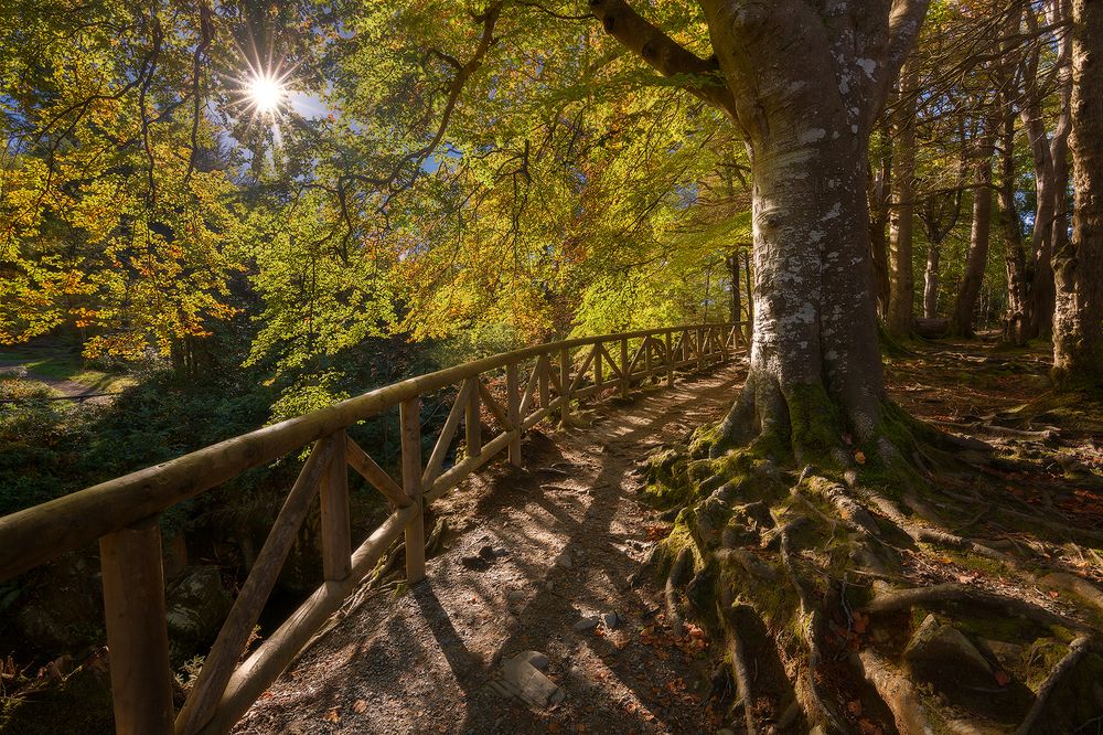 Autumn in Ireland