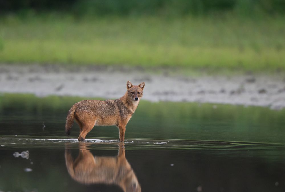 Canis aureus