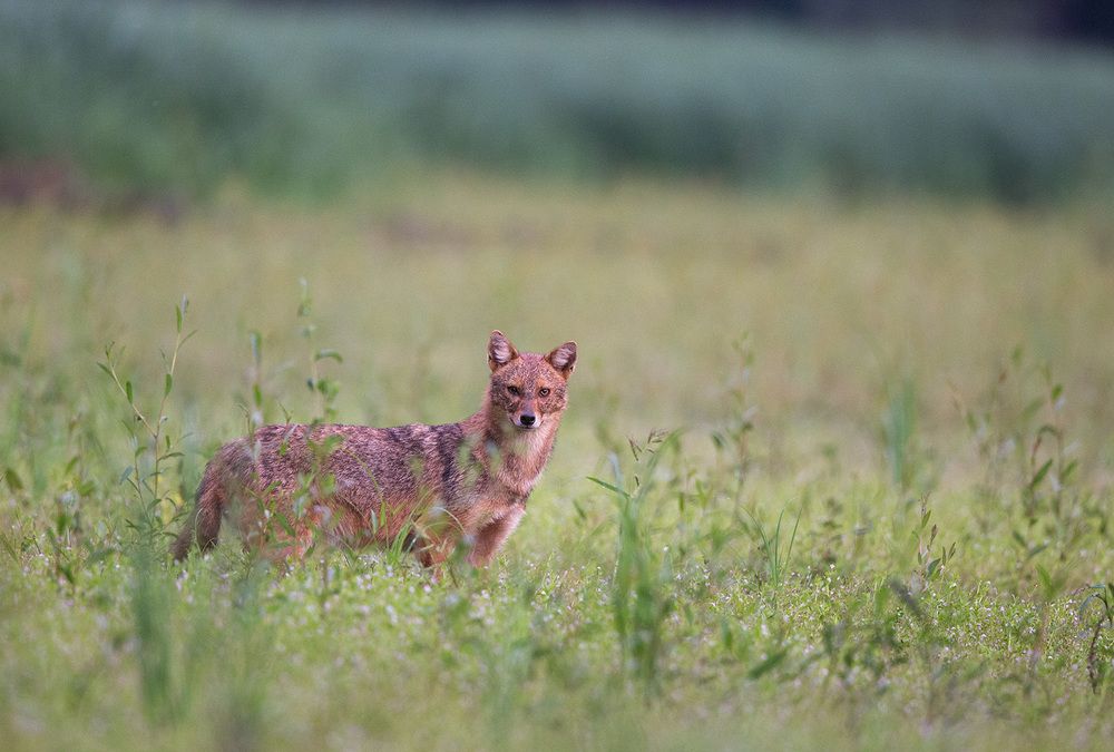 Canis aureus