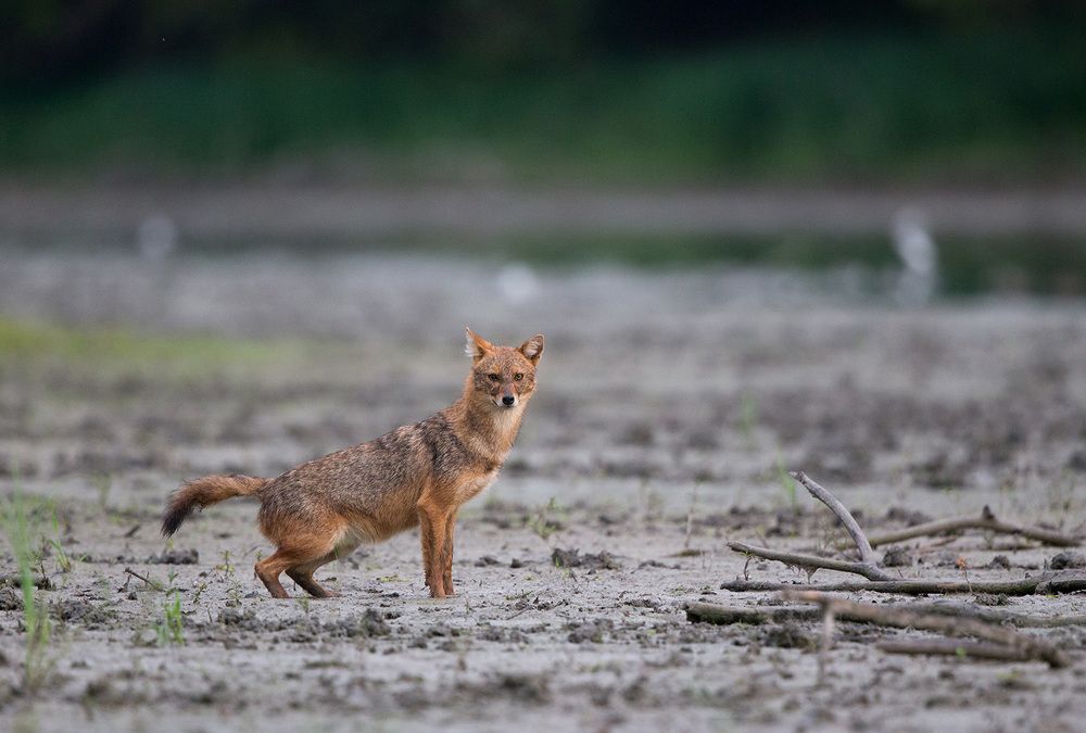 Canis aureus