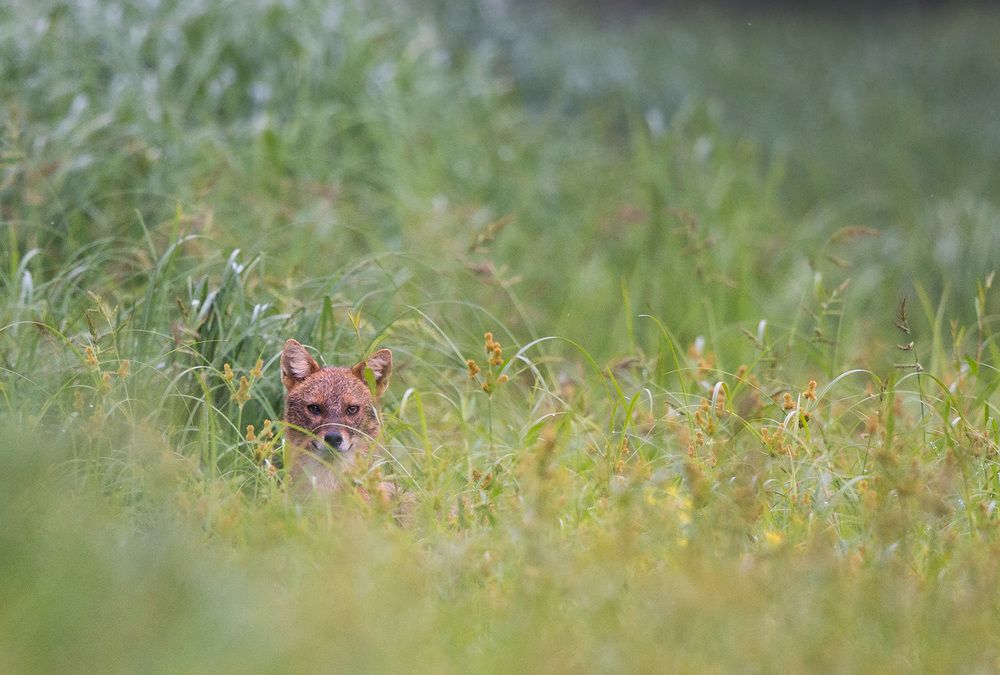 Canis aureus
