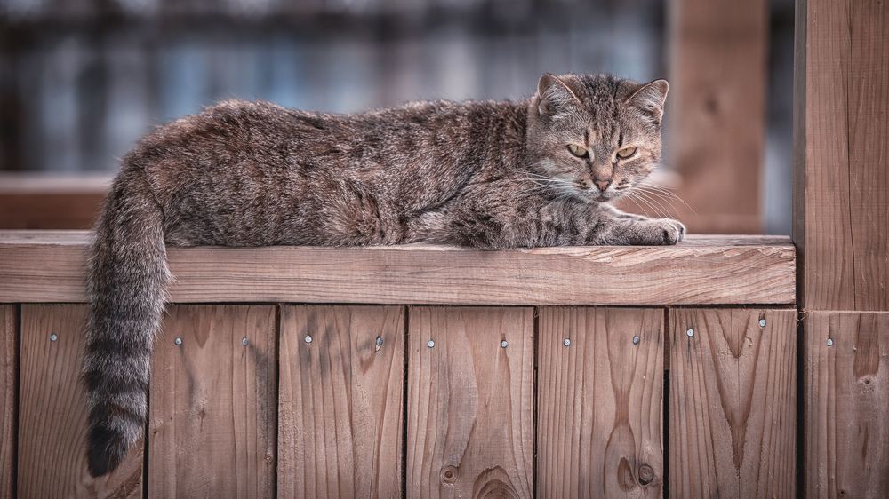 Деревенские коты