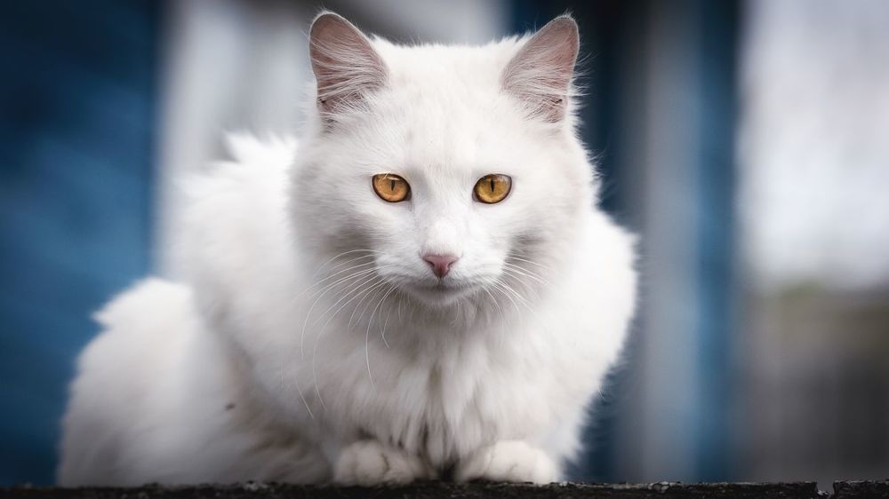 Деревенские коты