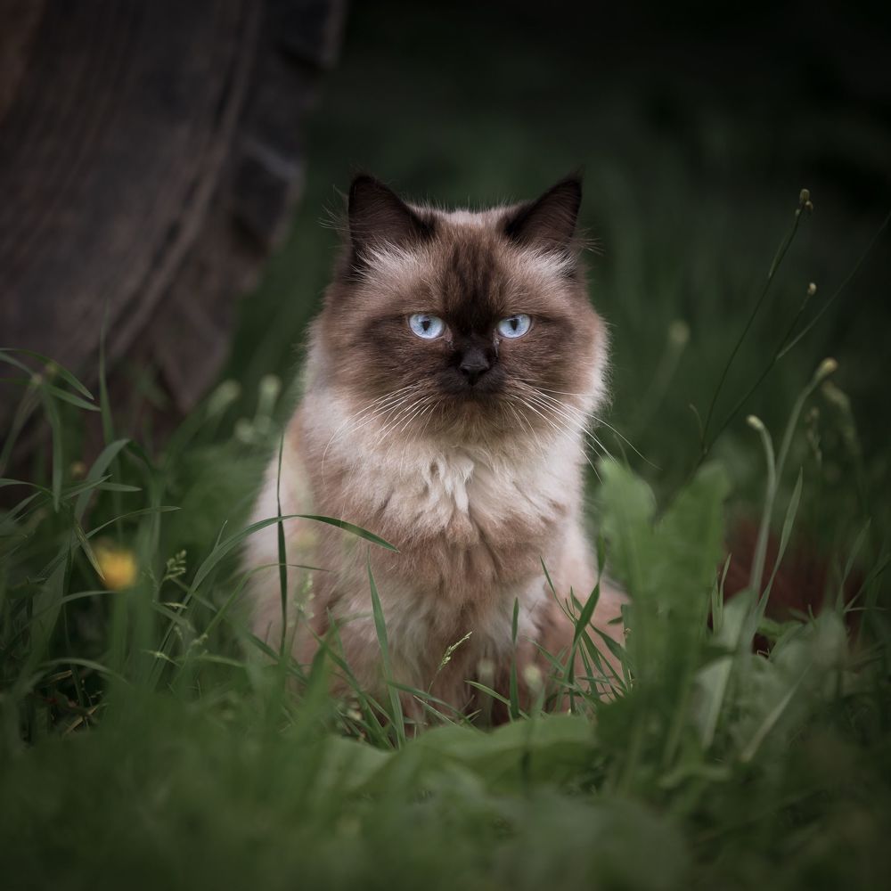 Деревенские коты
