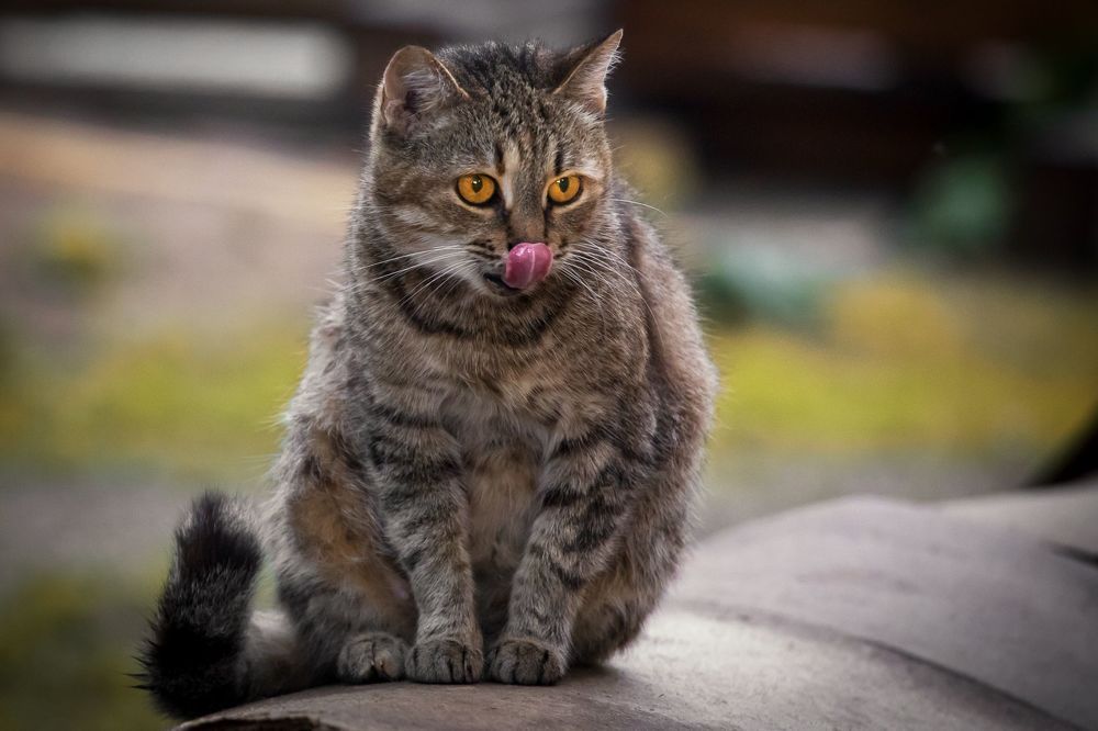 Деревенские коты