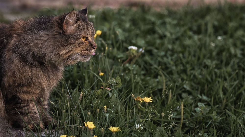 Деревенские коты