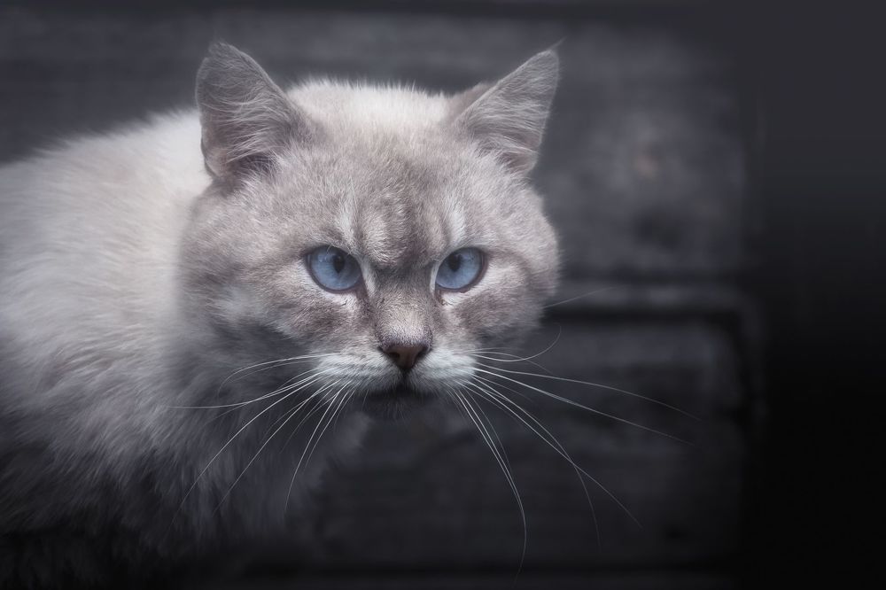 Деревенские коты