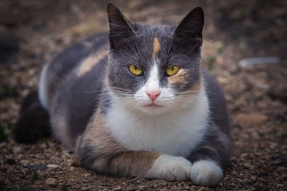 Деревенские коты