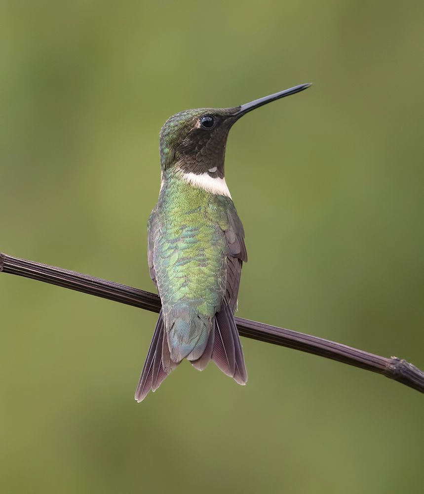 Колибри - Ruby-throated Hummingbird  male