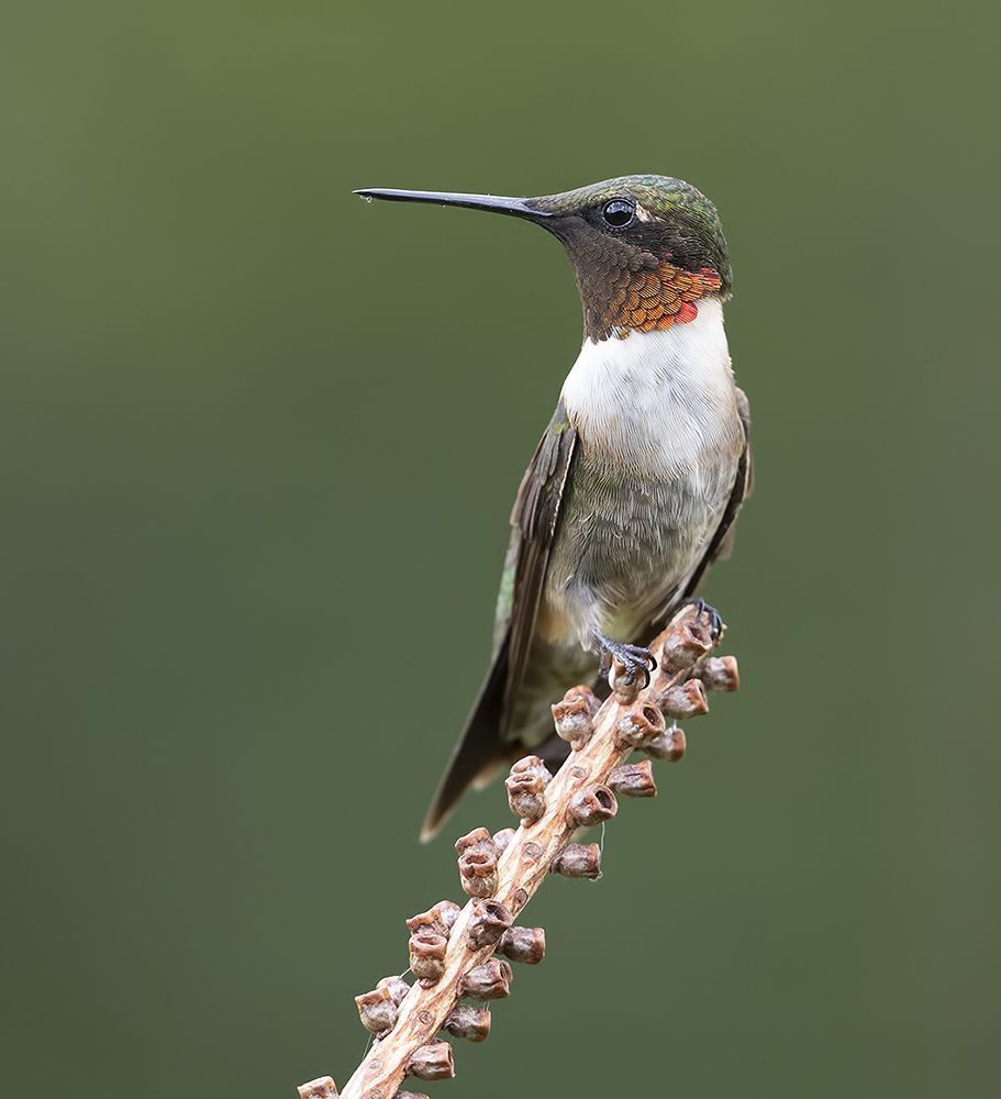 Колибри - Ruby-throated Hummingbird  male