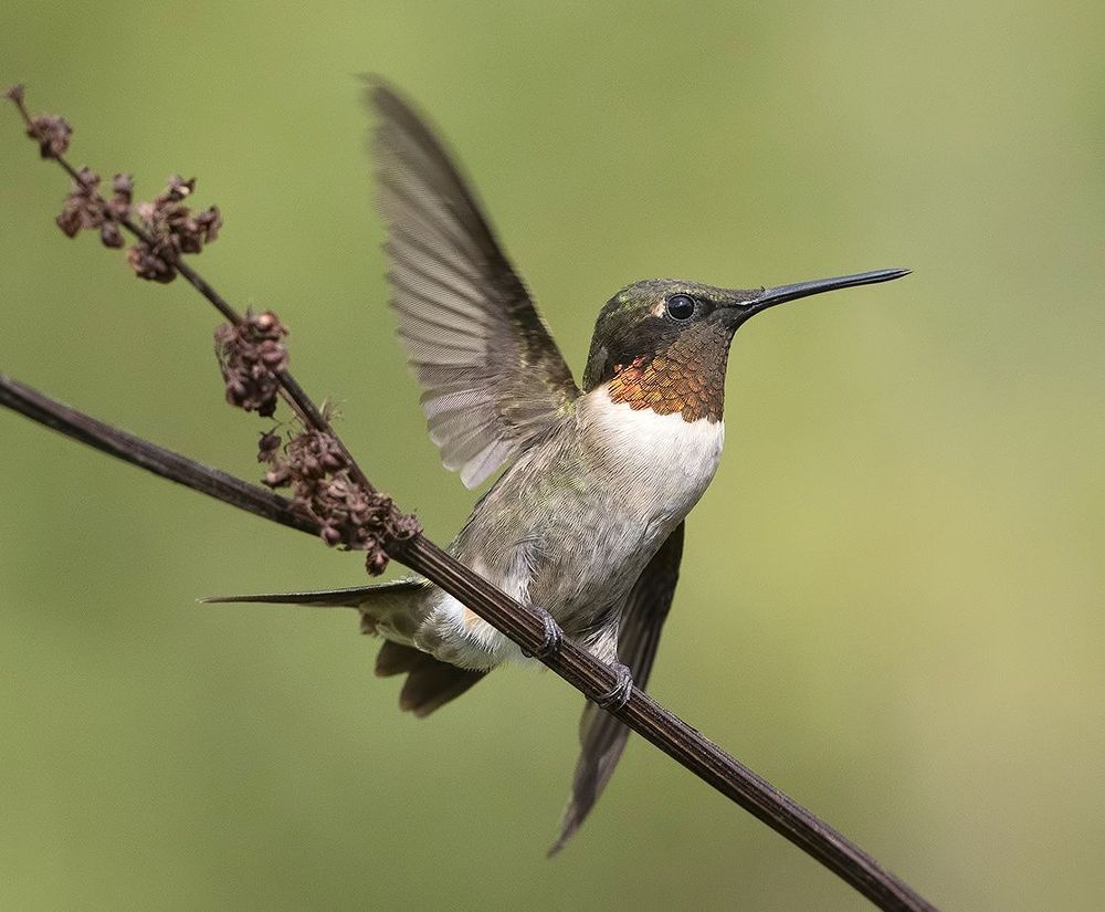 Колибри - Ruby-throated Hummingbird  male
