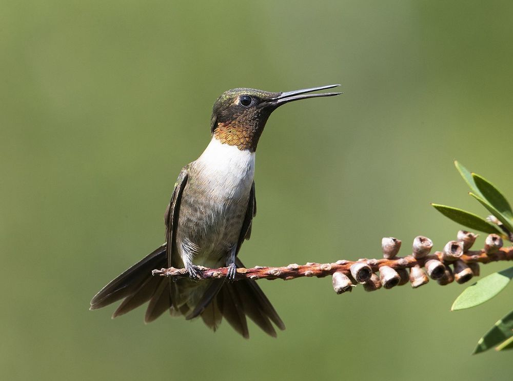 Колибри - Ruby-throated Hummingbird  male