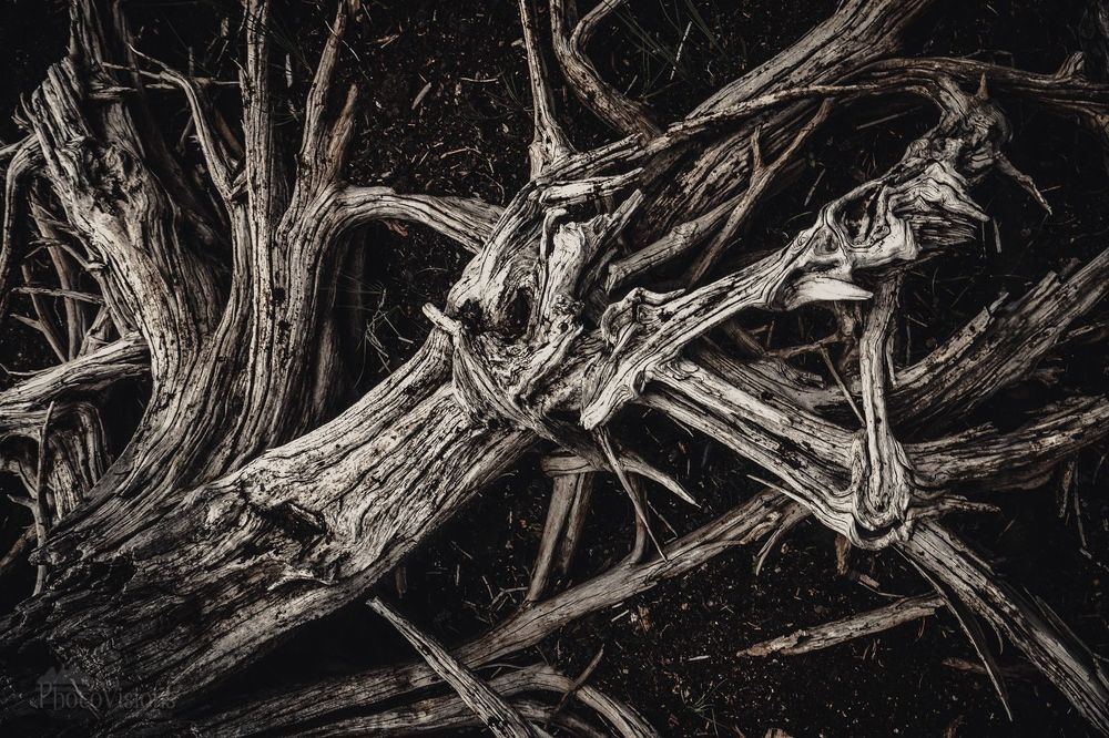 State of decay