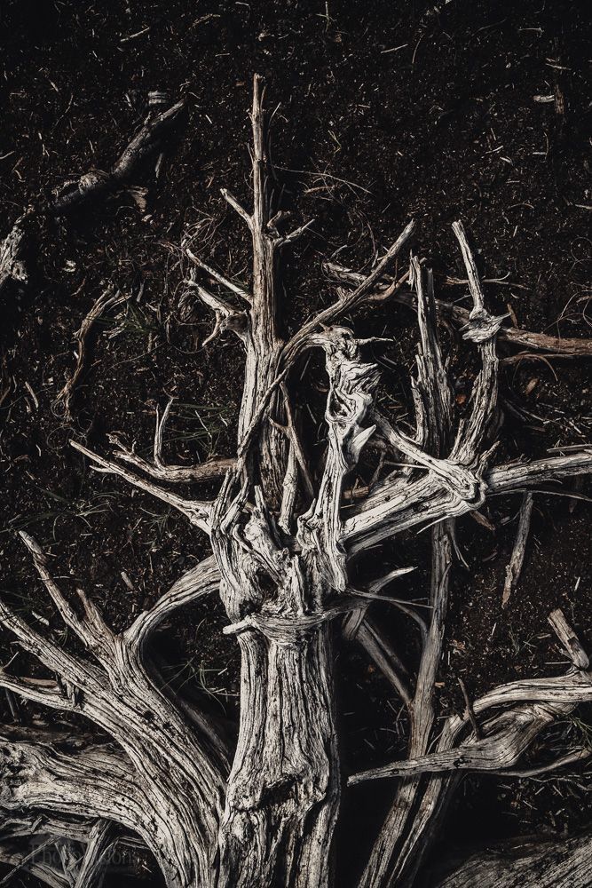 State of decay