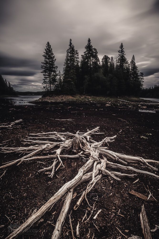 State of decay