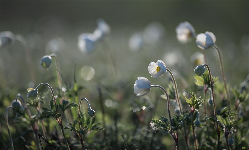 about the tenderness of spring...