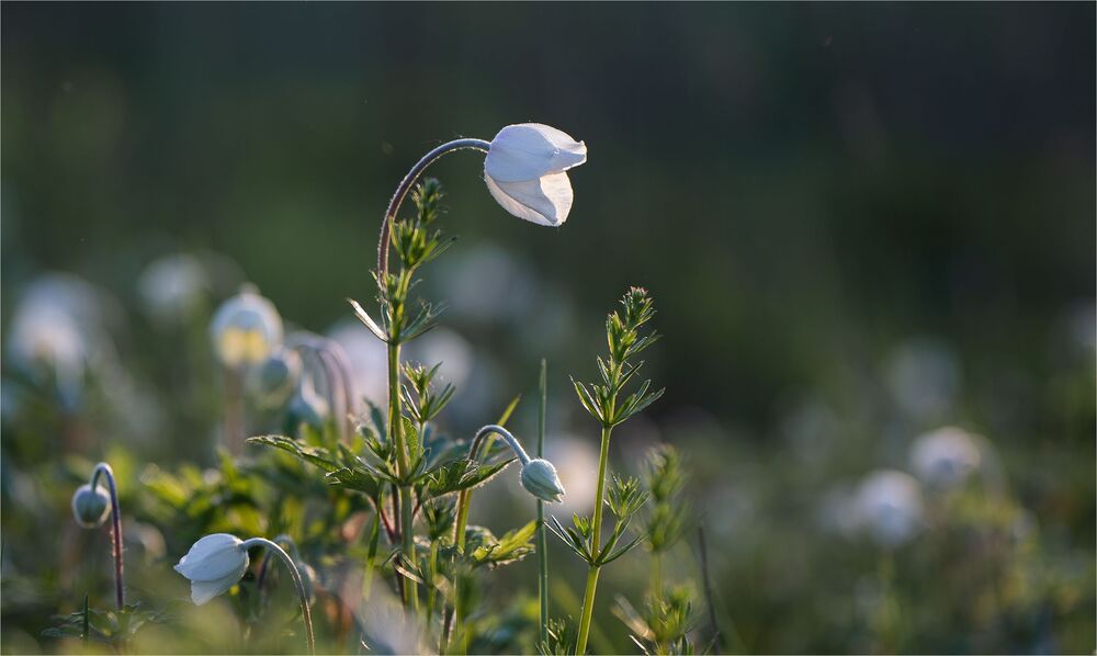 about the tenderness of spring...
