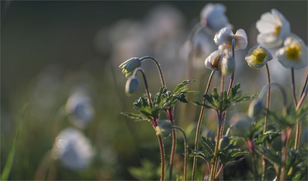 about the tenderness of spring...