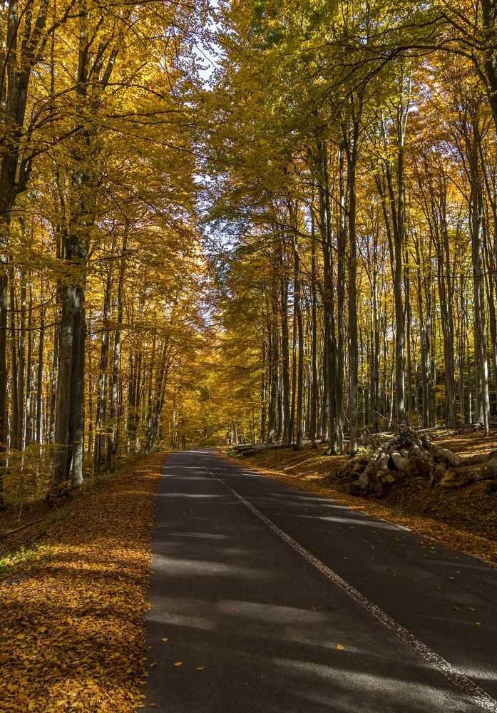 The autumn