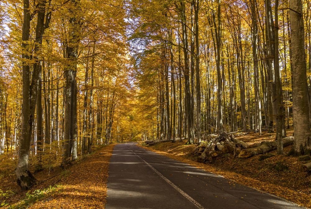 The autumn