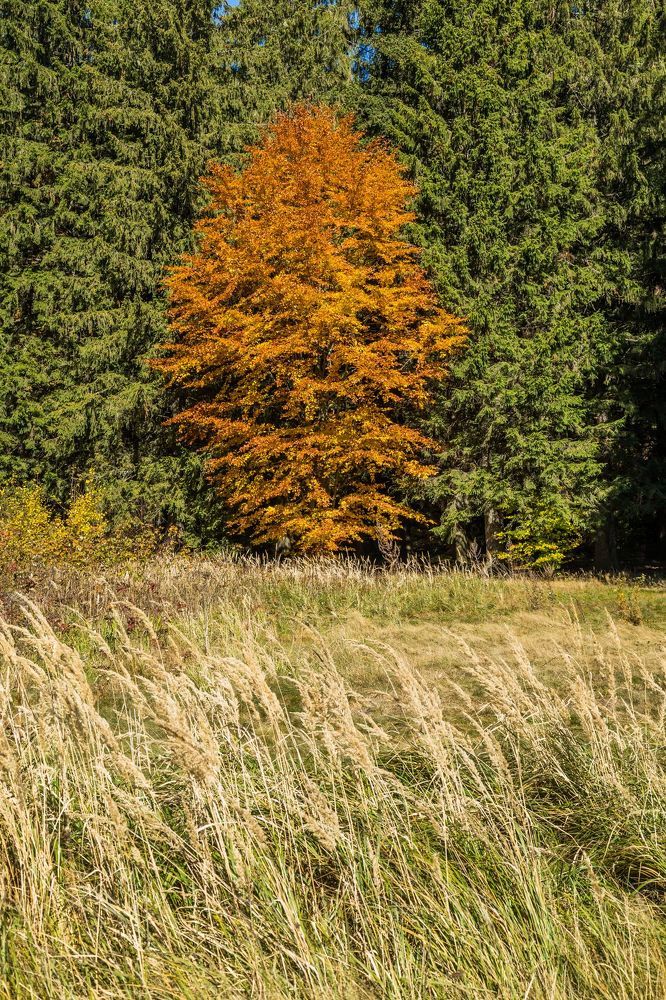The autumn