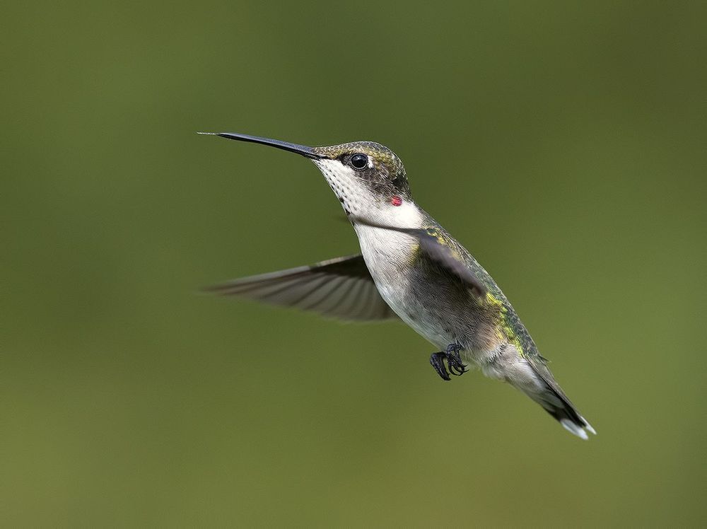 Колибри - Hummingbird flight