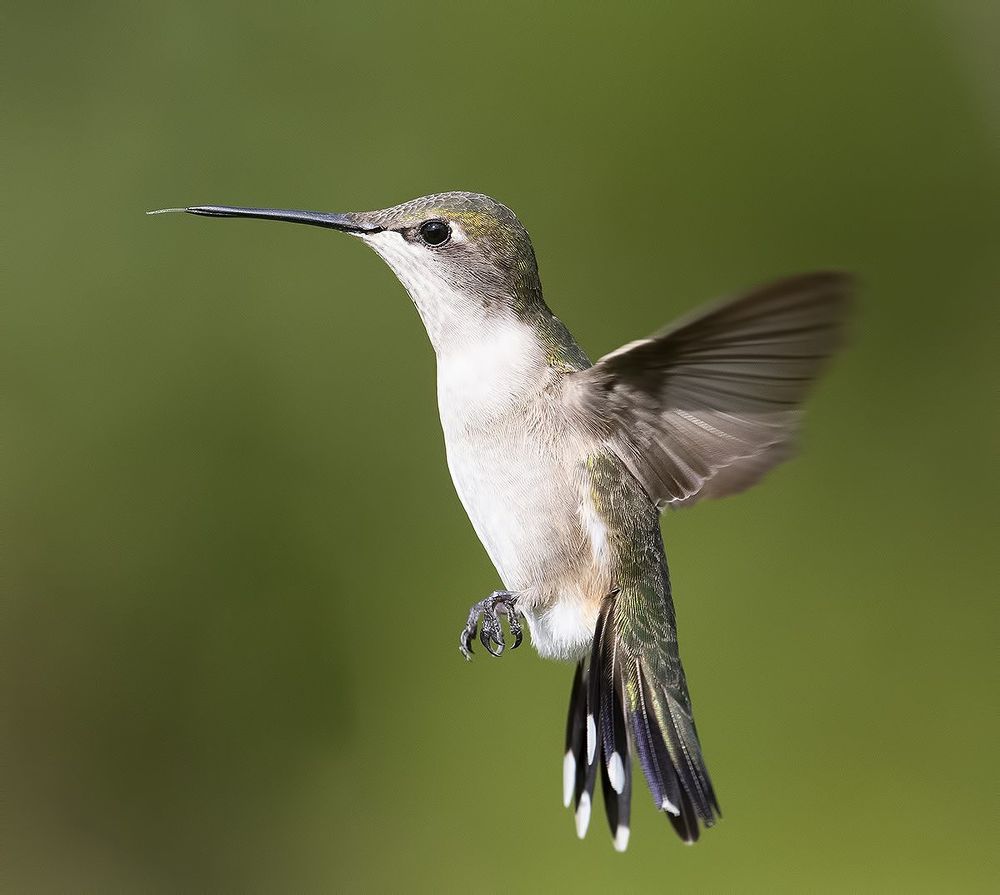 Колибри - Hummingbird flight
