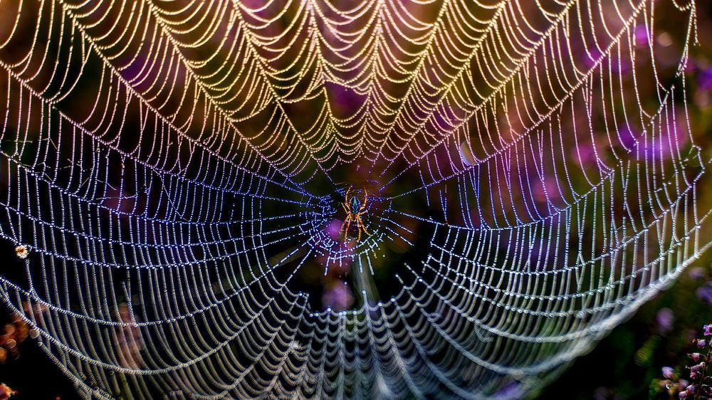 SPIDER