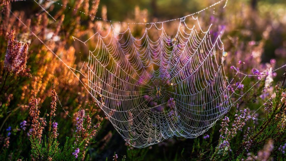SPIDER