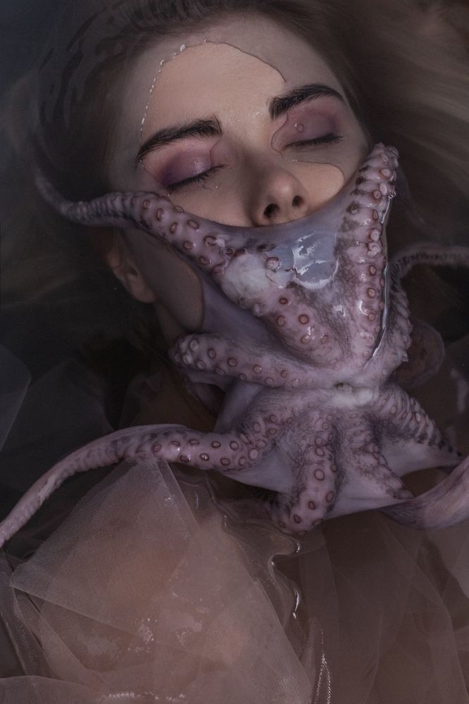 octopus