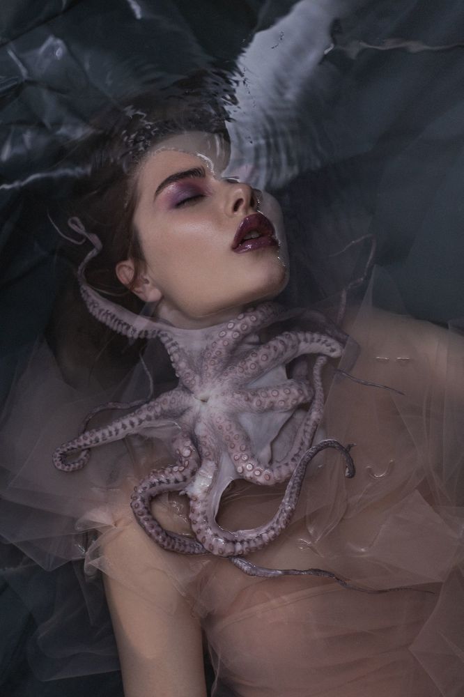 octopus