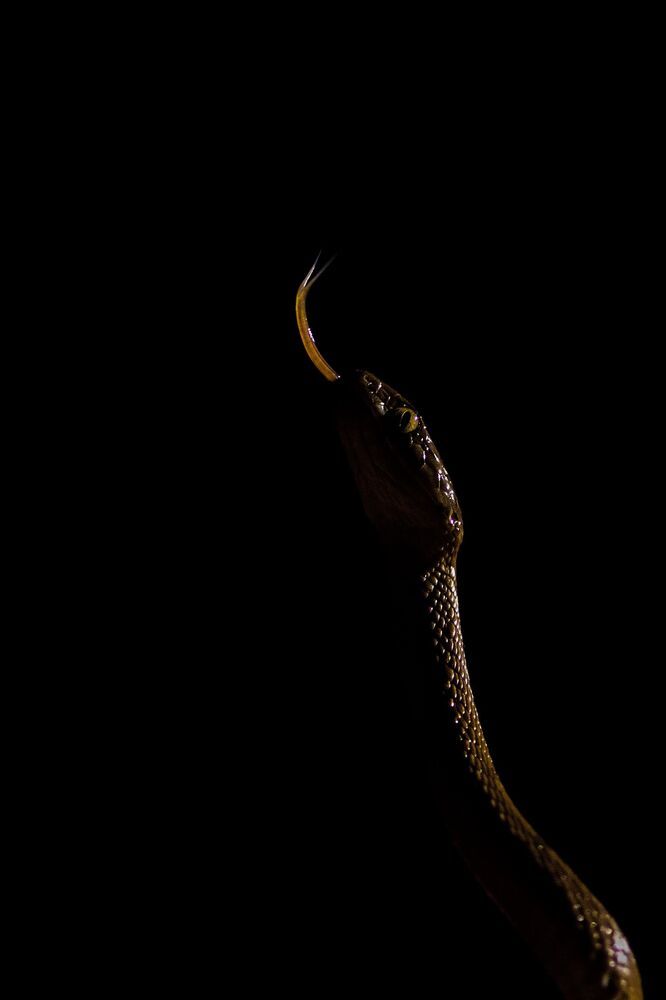 Wild About WildLife 