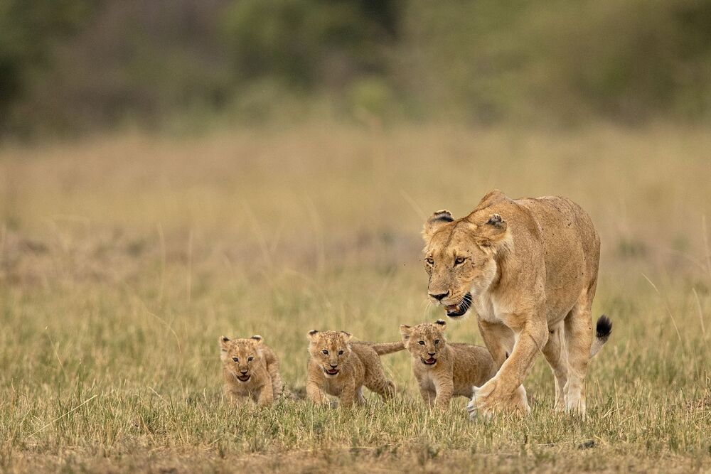 Wild About WildLife 