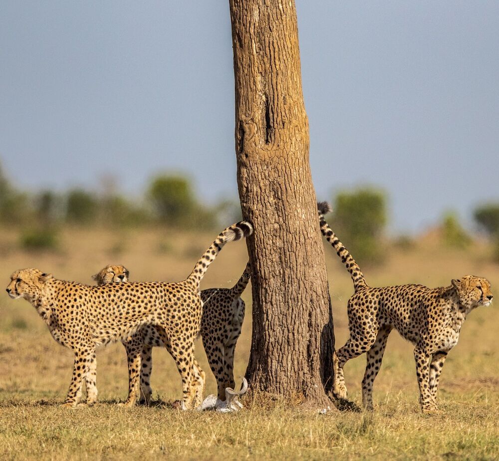Wild About WildLife 